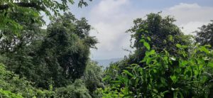 Djungle Aussicht vom Land
